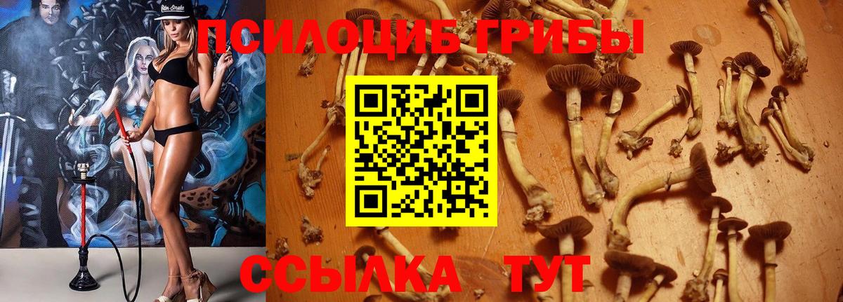 Галлюциногенные грибы GOLDEN TEACHER  Галлюциногенные грибы Magic Shrooms  хочу наркоту  Вход с VPN  Ставрополь 